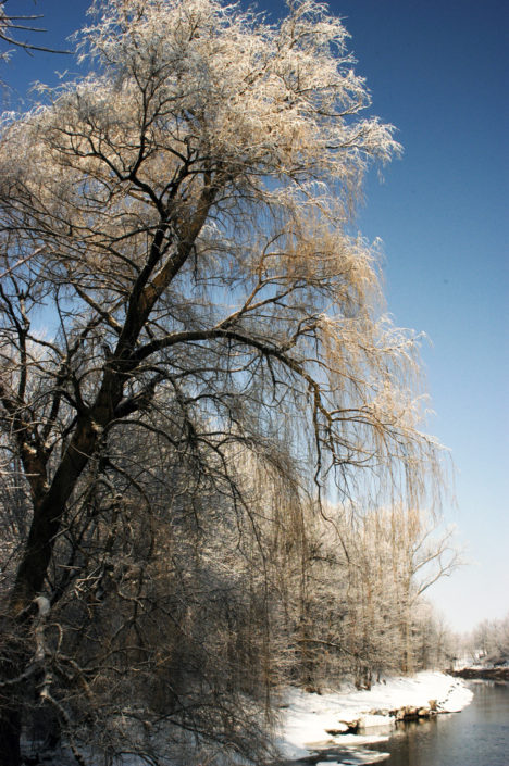 DSC_0009 Tall willow w hoar frost on Cass River 06